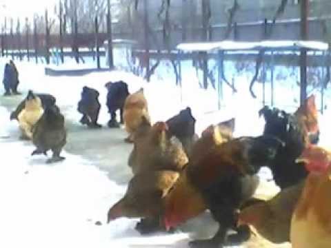 Pasari Roata de Jos, judetul Giurgiu