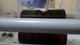 ウーパー動画水換え終わりました！