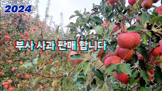 부사 사과 판매합니다(농장직송)