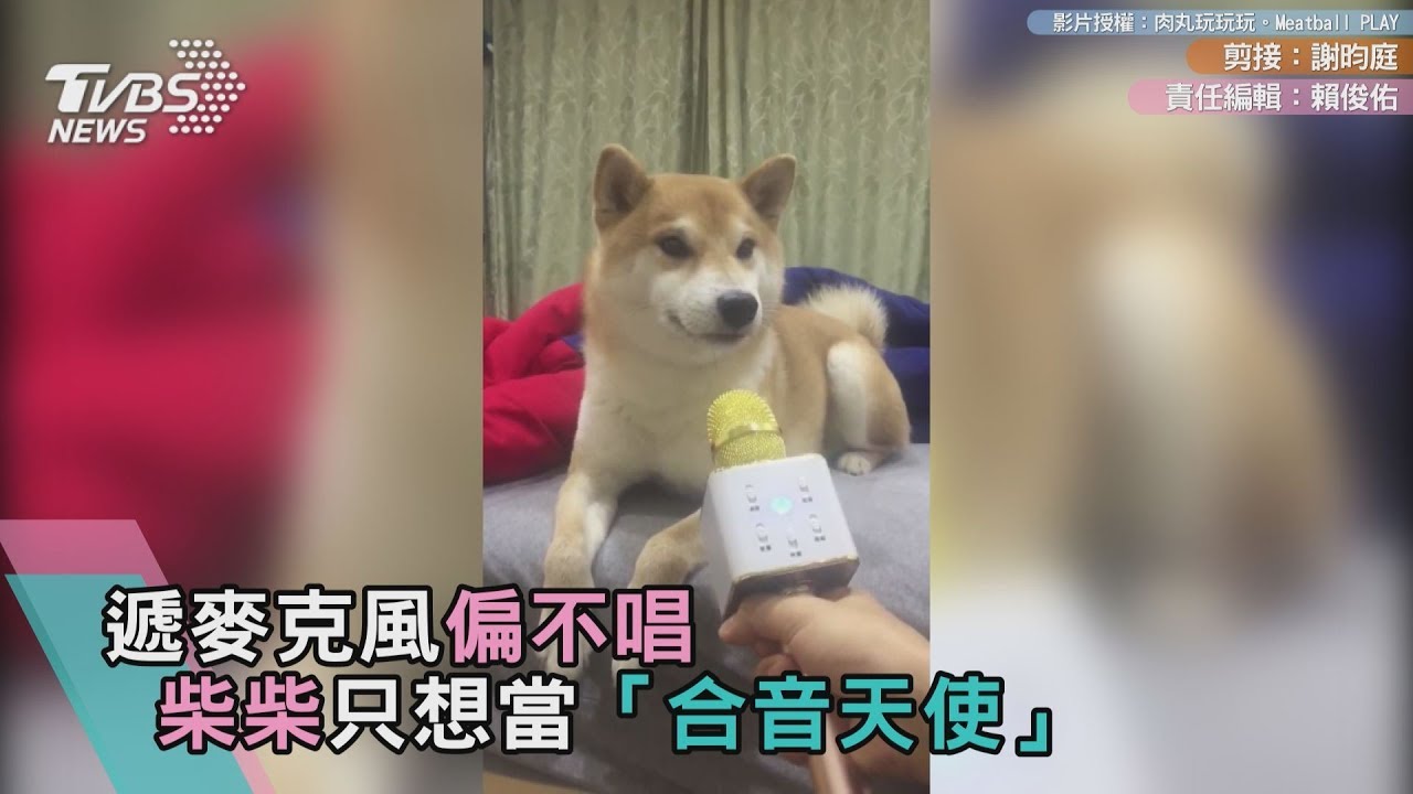 遞麥克風偏不唱 柴柴只想當「合音天使」