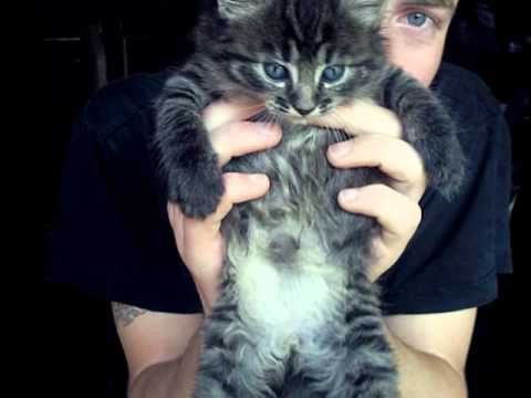 Iuliano-te iubesc (Bya & Marcel)