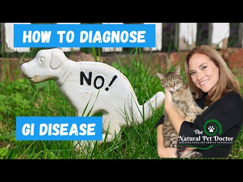 3 Important Steps For Testing To Figure Out Your Cat & Dog Digestive Issues