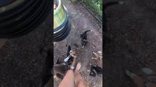 Stray Dog Kept Bringing This Family Her Puppies To Babysit | The Dodo