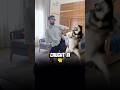 Husky Dance Has Taken Over My Feed Shorts Husky