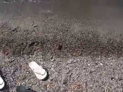 Limpidezza lago di Lugano - Claino con Osteno - I