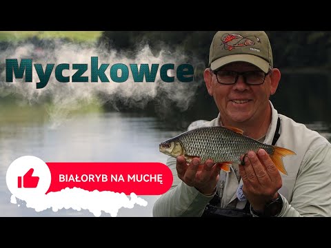 Fly fishing with mycoptera and whitefish || micro nymph || roach #trapper