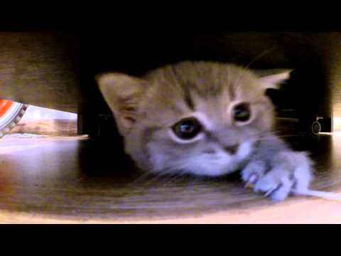 Kitten hiding under the table (Котенок прячется под столом)