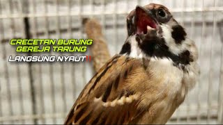 Download lagu Masteran Kasar‼️Gereja Tarung Nyerecet Speet Rapat Bikin Burung Lain Ikut Bunyi | ​⁠@kicautembak mp3