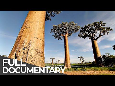 Amazing Quest: Stories from Madagascar | Somewhere on Earth: Madagascar | Free Documentary