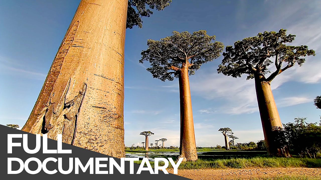 Amazing Quest: Stories from Madagascar | Somewhere on Earth: Madagascar | Free Documentary