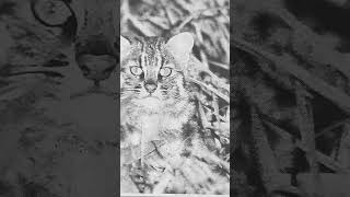 ?ツシマヤマネコ　長崎県対馬