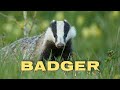 European badger sounds, badger scream