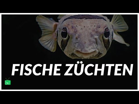 Fische im Aquarium züchten 🐟 | Podcast Time | GarnelenTv