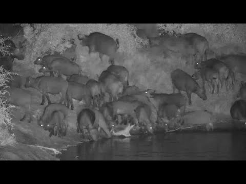 Djuma: African Buffalo herd comes to dam for a drink-Pt:1 - 03:58- 05/03/20