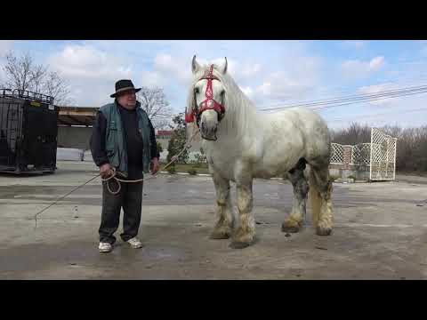 Armasarul lui Berbecu de la Sacadat, Bihor- 2020 Nou!!!