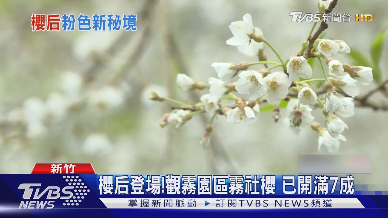 櫻后登場! 觀霧園區霧社櫻已開滿7成