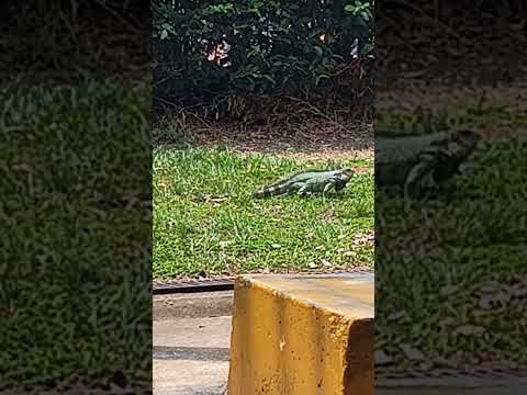 Avistamiento de iguanas en Villanueva, Casanare 🦎