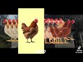 Looping The Rooms Screaming Chicken
