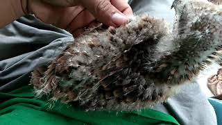 Download lagu Memelihara dan merawat dan melatih elang dari anakan sampai dewasa mp3