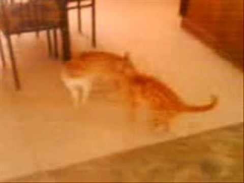 Pelea De Gatos Salvajes