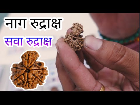 Real Savar (Nag) Rudraksha Nepal |!| 100% Original Rudraksha Store Ahmedabad || Astro india