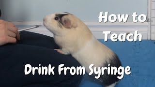 How to Teach Your Guinea Pig to Drink From a Syringe