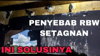 Download lagu Penyebab rbw setagnan ini solusinya//the cause of stagnant rbw mp3