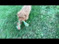 Cavapoo dogs for sale: Duncan - Video 1