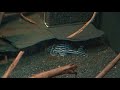 Fuma hat ein neues Video zu seinem Beispiel Nobody hochgeladen.