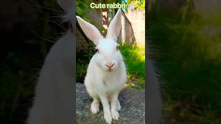 Download lagu Viralvideo#mycuterabbit#youtubeshorts#mybunny#pets#cute#shortsfeed#shortvideo mp3