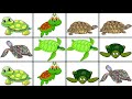 Baby Tv Animals Turtles Tjoektjoek