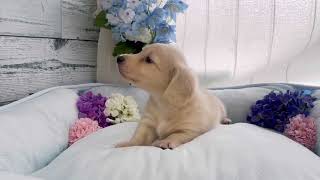 ミニチュアダックスの動画01