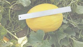 Branded Canary Melons