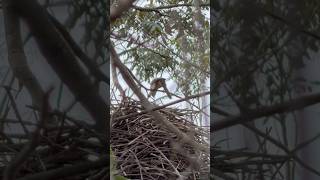 Incrível! Pequeno pássaro faz casa gigante! João graveto #aves