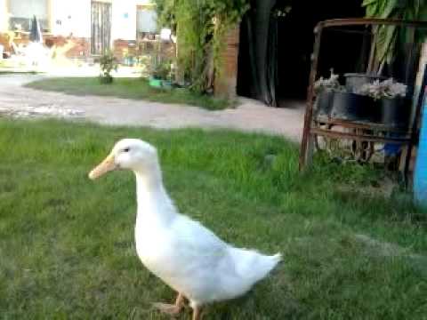 Stuart...un pato muy patooo!!!...jajaja