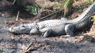 Alligator at Busch Wildlife Sanctuary