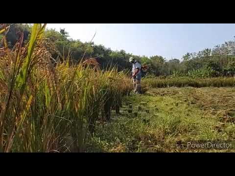 Self Harvesting Farmer