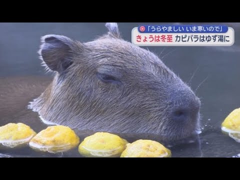 YouTube Video 元祖カピバラの露天風呂に伊豆産のゆず１．５キロを入れて…目を細めて温まる「カピバラのゆず湯」