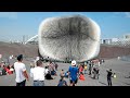 Incredible Moments Caught on Camera