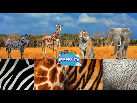 Állatok világa - Fejlesztő videó gyerekeknek magyarul. Állatos kvíz #oktatóvideó #állatok #animals