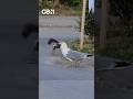Seagull Swallows Squirrel Whole
