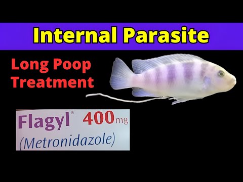 Fish Internal Parasite Treatment | White Stringy Poop Cure | Aquarium Fish Deworming