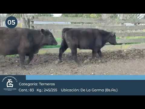 Lote Machos - De la Garma Bs As