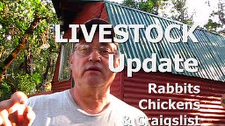 LIVESTOCK - Rabbits, Chickens & Craigslist