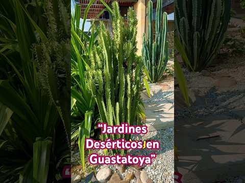 “Jardines Desérticos Espectaculares: Cuidados y Diseño en Guastatoya”