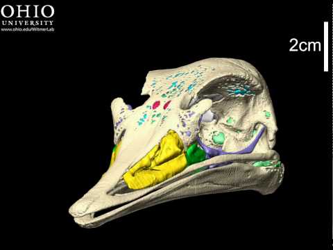 Ostrich skull with brain endocast & air spaces - yaw