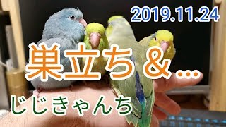 巣立ち🐤