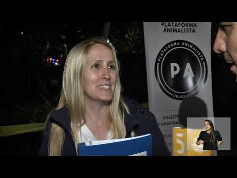 Plataforma Animalista junta firmas para prohibir las jineteadas en Montevideo.