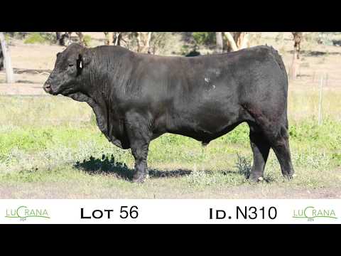 Lucrana Simmentals 2019 Lot 56 N310