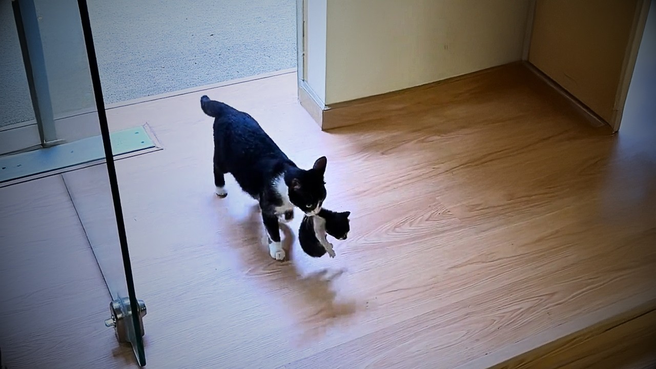 sheltered a stray cat from the rain, and after the rain stopped, she brought all her kittens to me❤️